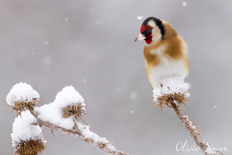 Balade Nature Photographie Nature Avec Olivier Simon Chardonneret Elegant Sous La Neige